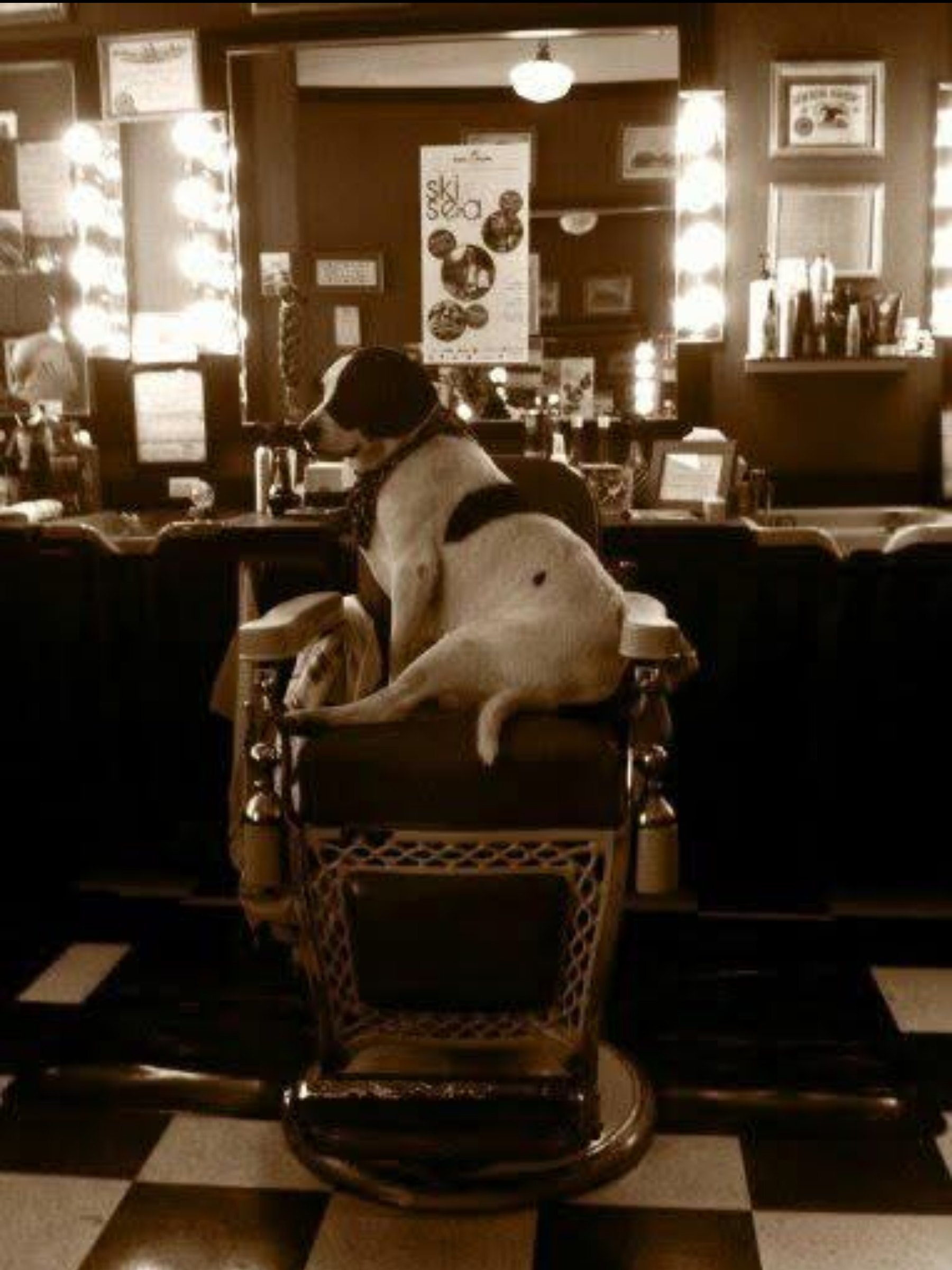 One of the shop's dogs asleep in an antique barber chair, mirrors lit behind it